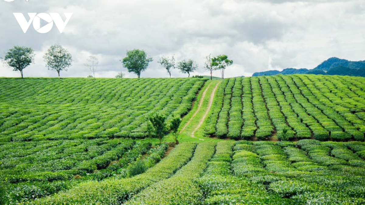 Moc Chau Plateau - an ideal tourist destination in northern Vietnam