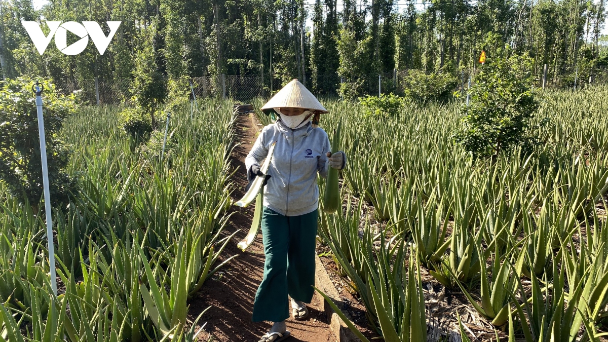 Mẹo trồng nha đam tại nhà cho cây mập mạp xanh tốt