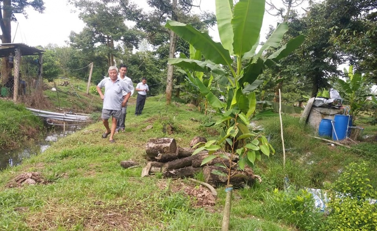 Diem sang khoi phuc vuon cay dac san sau han man o ben tre hinh anh 1