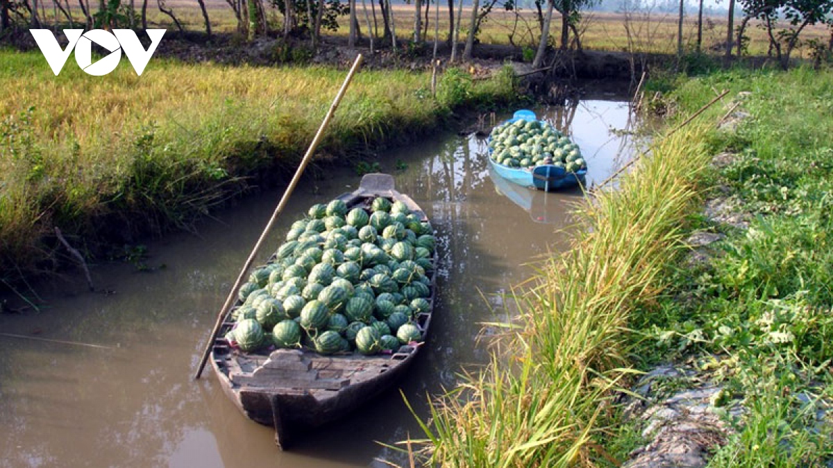 khong de mat loi the cay an qua vung Dbscl hinh anh 1