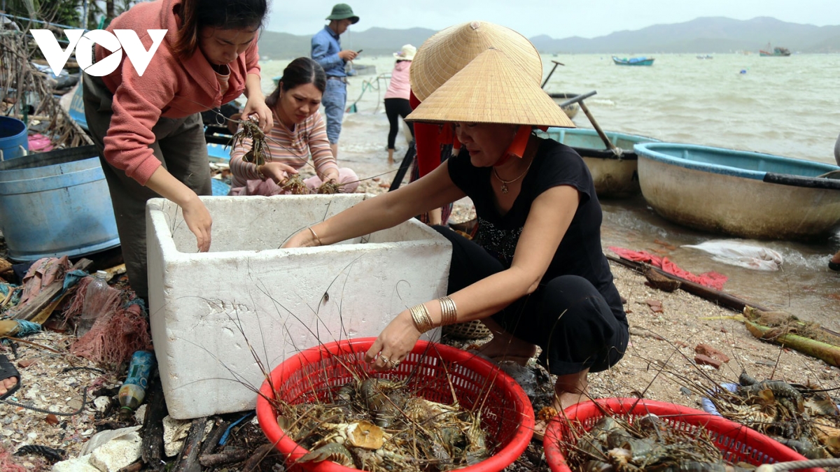 Tôm hùm chết hàng loạt ở Phú Yên, chính quyền nhận một phần trách nhiệm