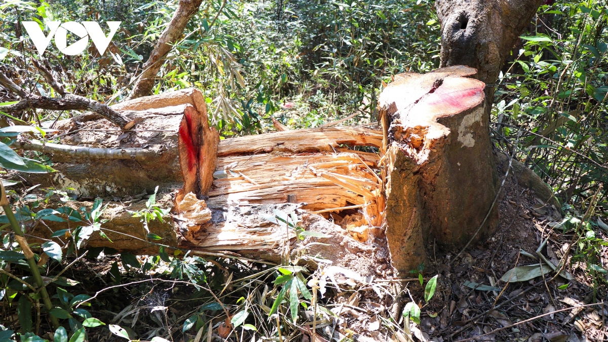 vung loi rung dac dung muong phang dang bi rut ruot nghiem trong hinh anh 10