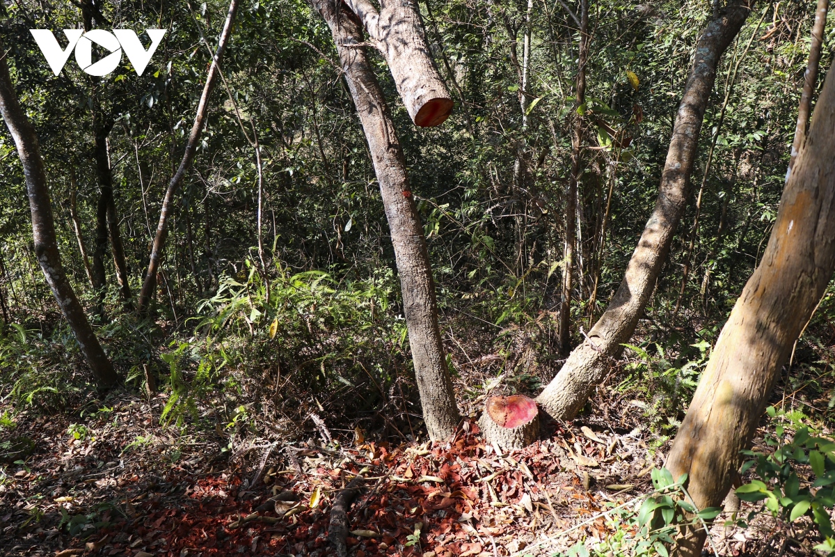 vung loi rung dac dung muong phang dang bi rut ruot nghiem trong hinh anh 12