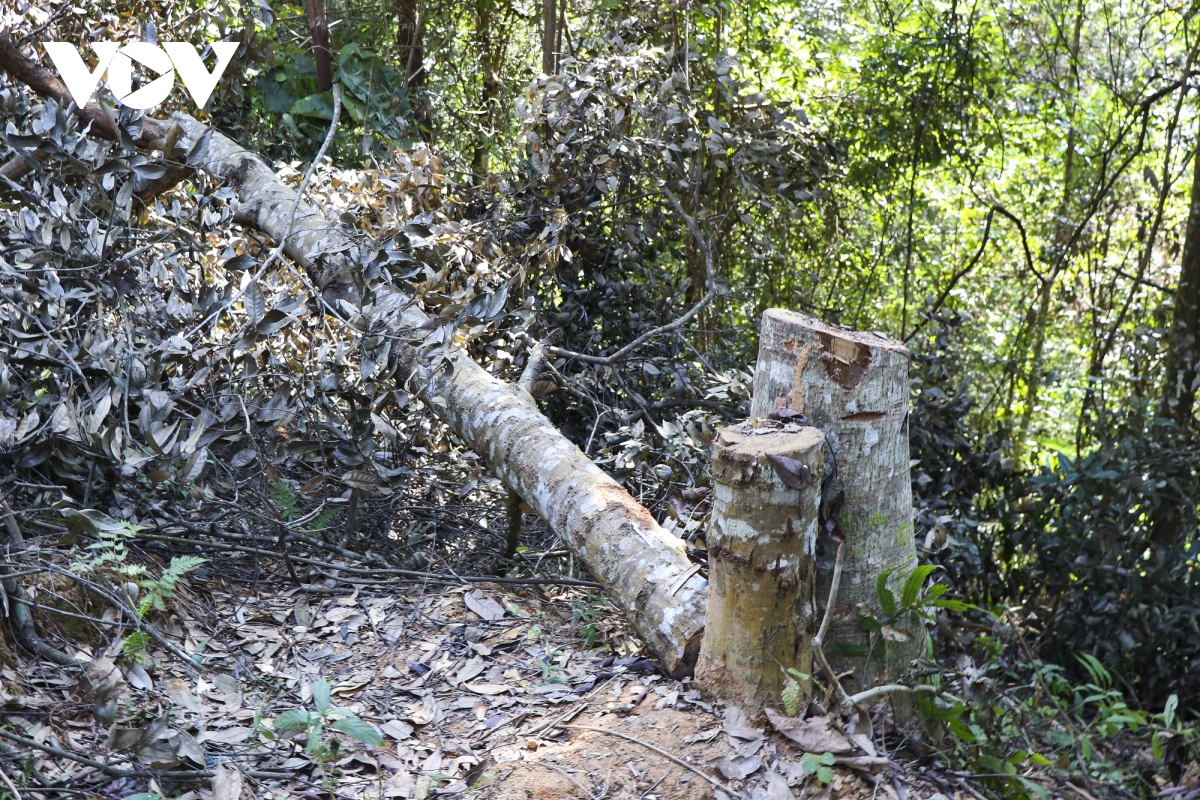 vung loi rung dac dung muong phang dang bi rut ruot nghiem trong hinh anh 3