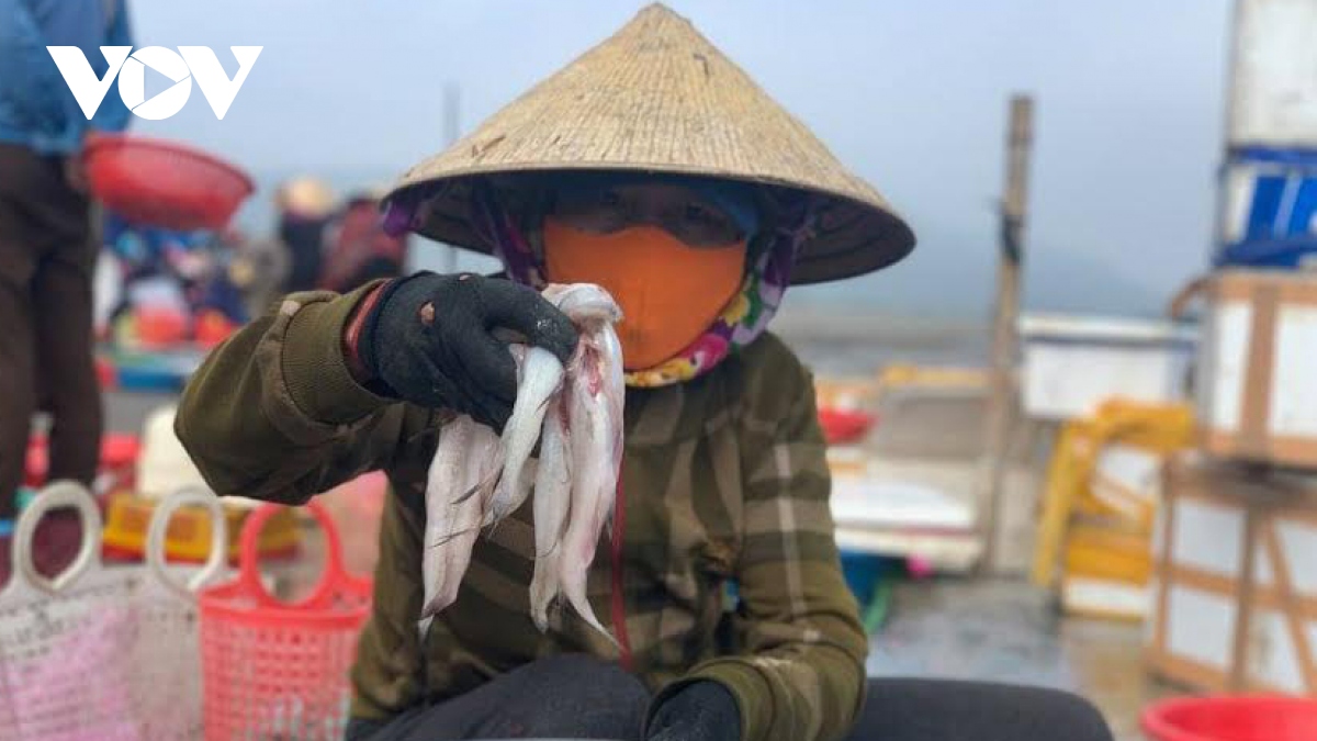 ron rang ra khoi san loai ca dac san, ngu dan ha tinh thu tien trieu moi ngay hinh anh 6