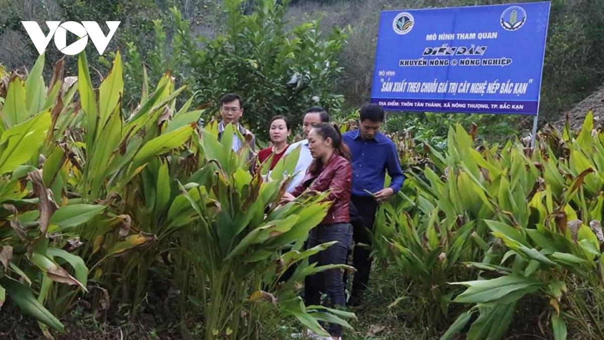 buoc chuyen minh manh me tu mo hinh hop tac xa kieu moi hinh anh 1