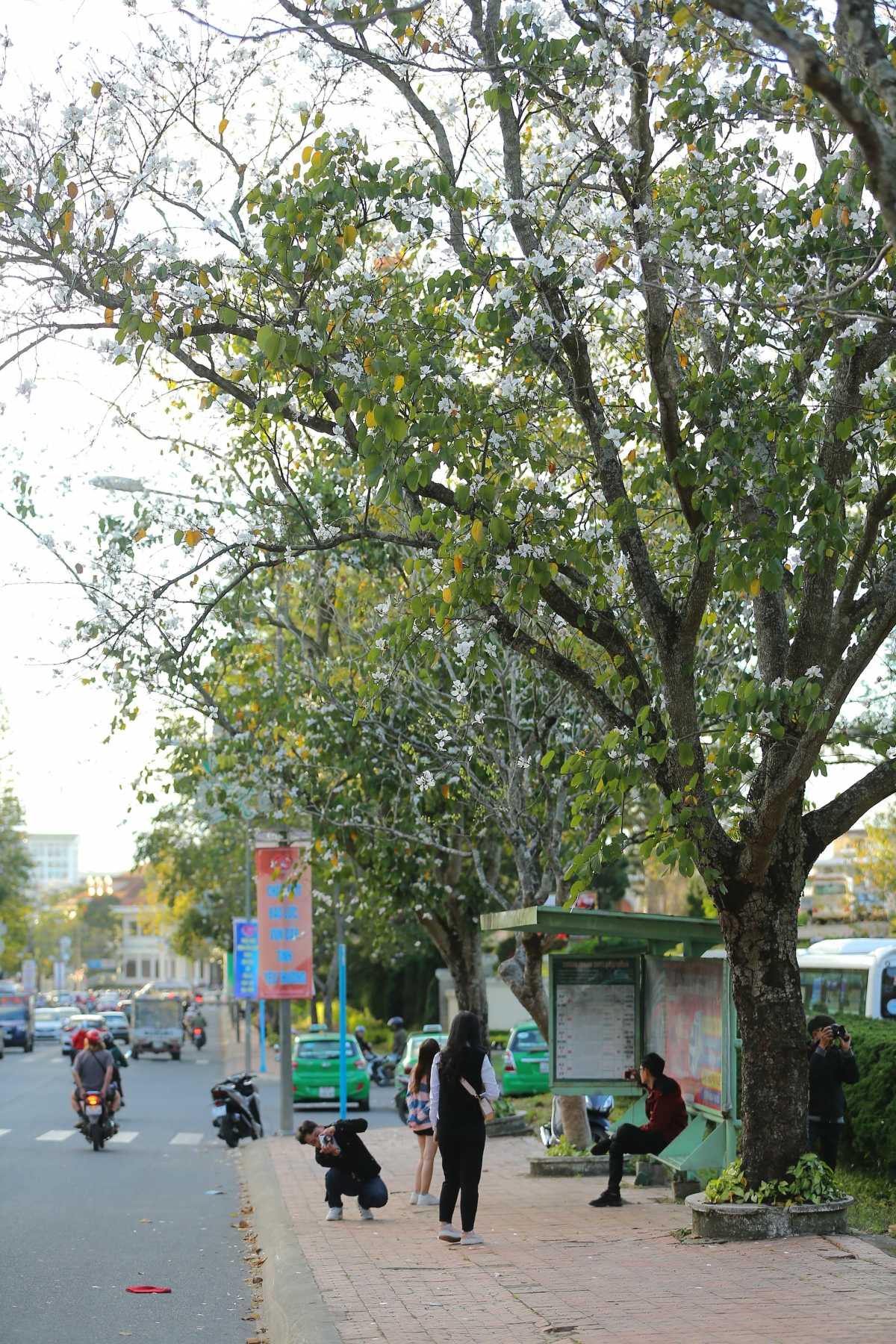 ngam bieu tuong hoa cua tay bac bung no khoe sac tai Da lat hinh anh 7