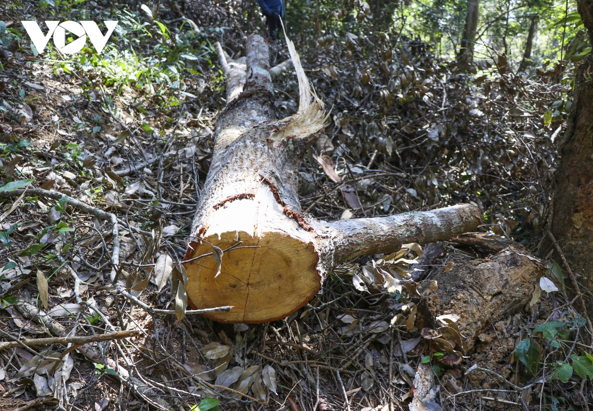 vung loi rung dac dung muong phang dang bi rut ruot nghiem trong hinh anh 5