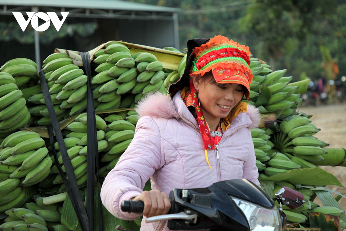 Nông dân Lai Châu làm giàu từ cây chuối xanh | VOV.VN