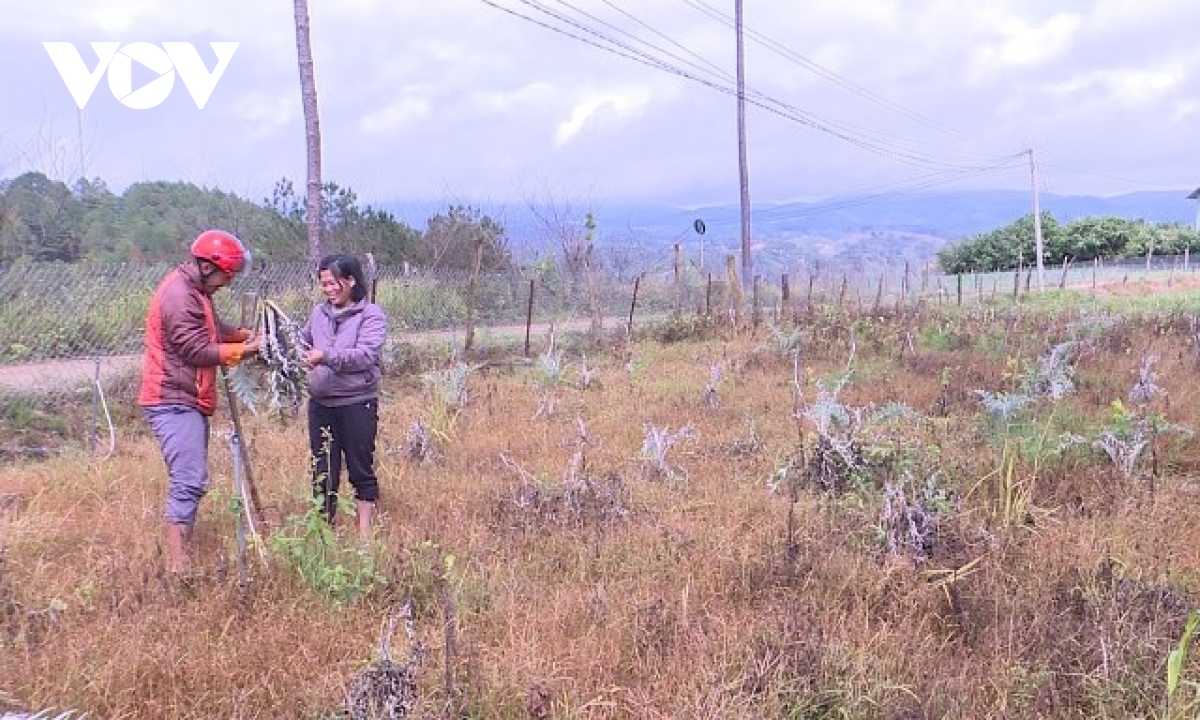 atiso khong ban duoc, nguoi trong lao dao hinh anh 1