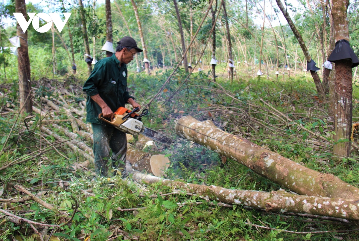 quang nam tim huong thay the cay cao su bi nga do sau bao so 9 hinh anh 3