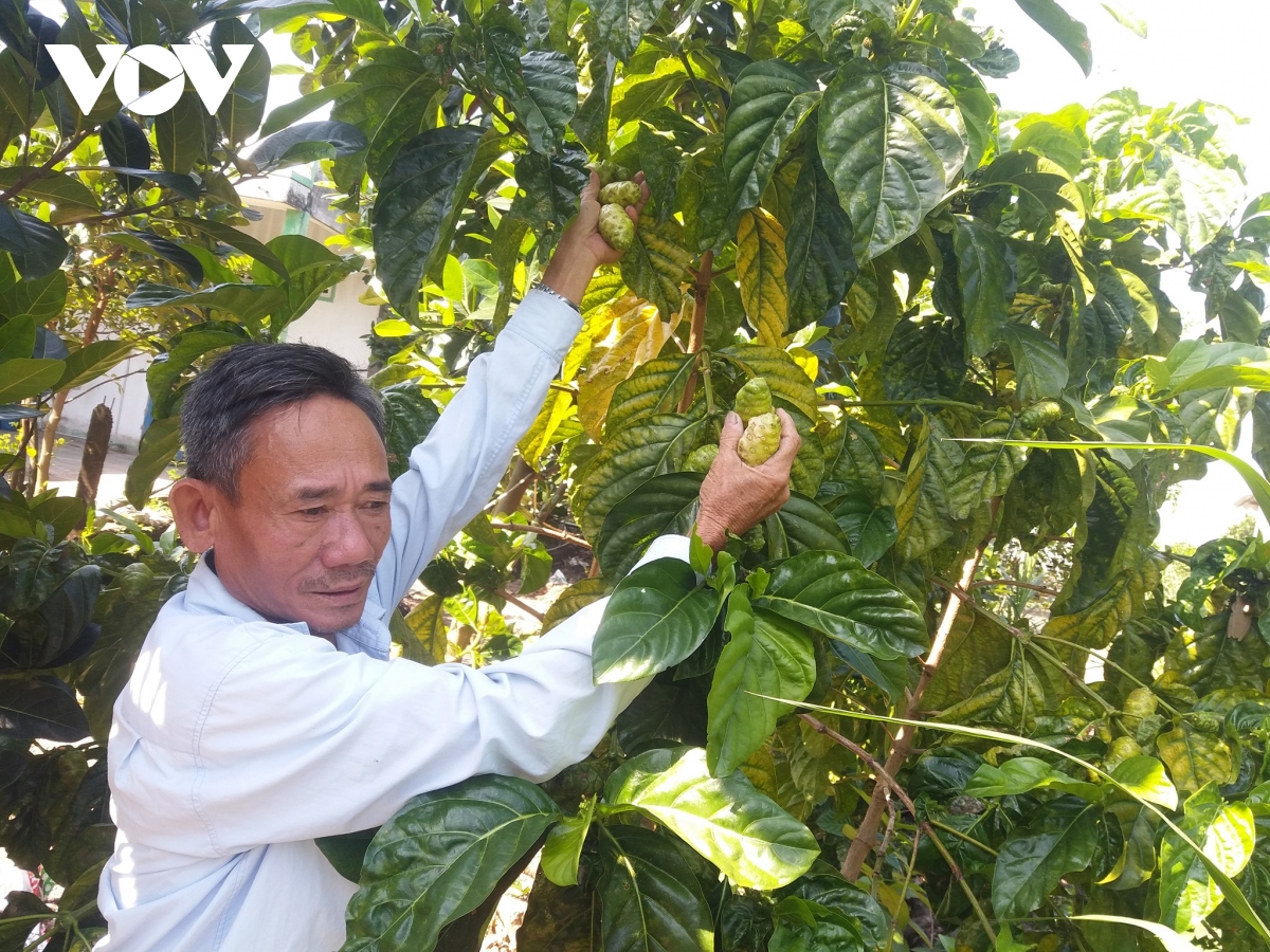 nong dan tien giang don bo cay nhau do khong co dau ra hinh anh 1