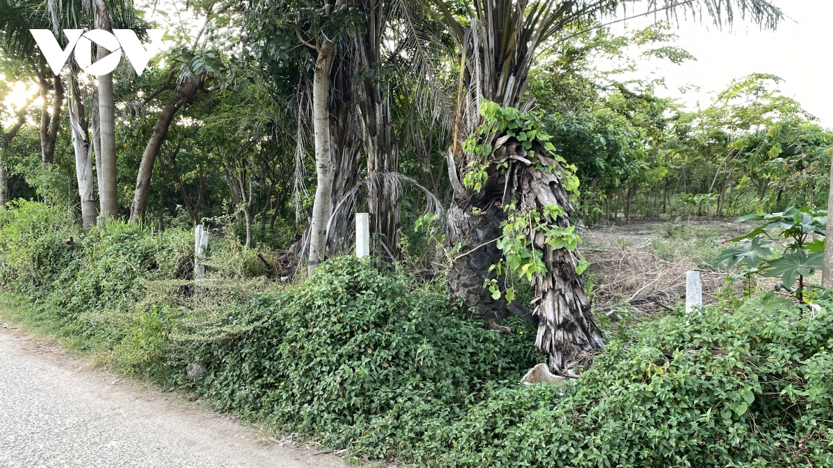 loan phan lo, ban nen tren giay o vung tau hinh anh 2