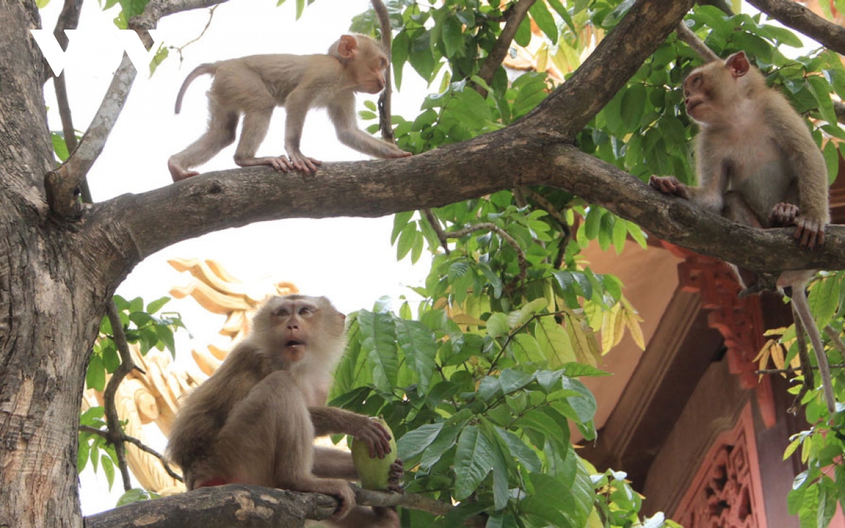 Xuất hiện đàn khỉ tấn công học sinh để cướp thức ăn ở Bình Dương ...