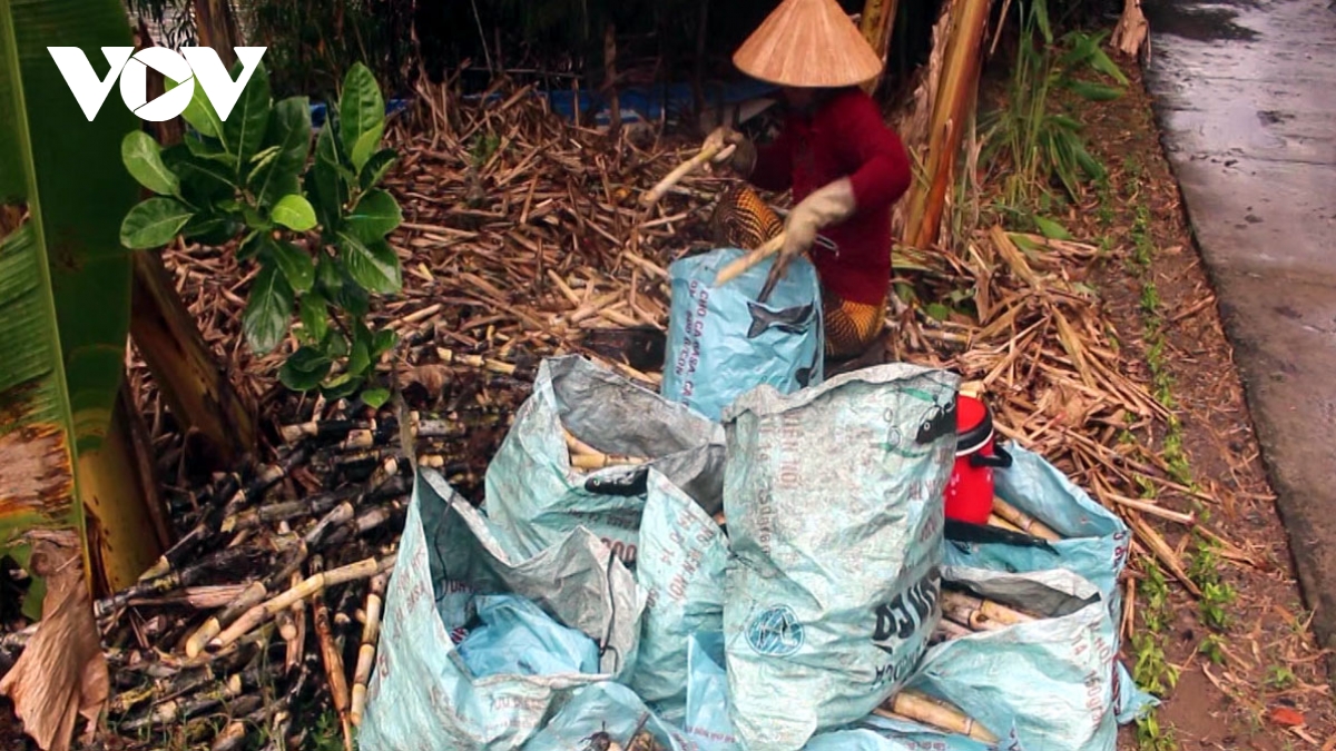 Mía đường Việt Nam “thoi thóp” nhìn đường ngoại bán phá giá