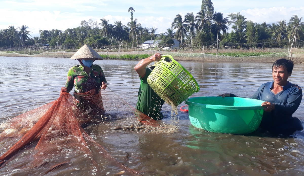 kiem thu nhap kha tu nuoi ca trong ruong lua hinh anh 2