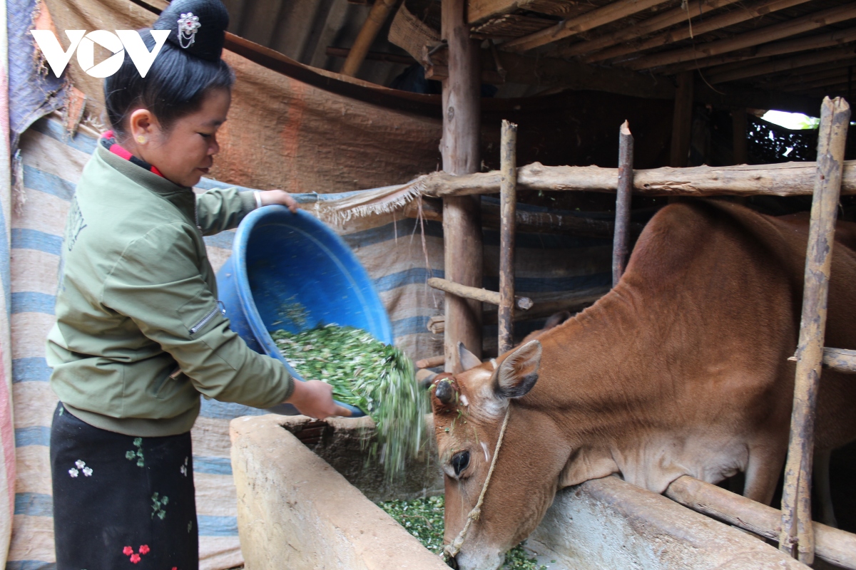 nong dan son la chu dong bao ve dan vat nuoi truoc ret dam, ret hai hinh anh 8