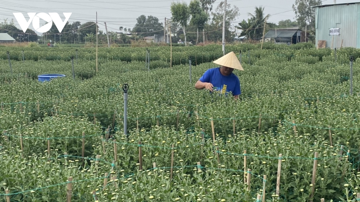 nguoi trong hoa lang kim dinh thu hang tram trieu dong dip tet hinh anh 1