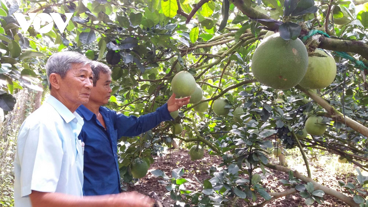 Nhà vườn Tiền Giang “méo mặt” vì nhiều loại trái cây rớt giá | VOV.VN