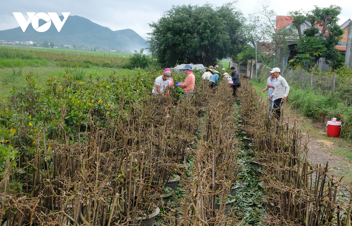 lang mai an nhon chat vat ban mai tet hinh anh 2