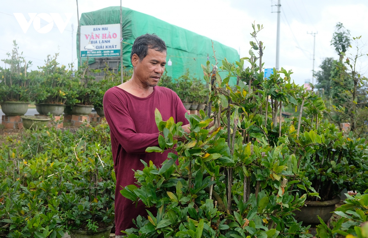 lang mai an nhon chat vat ban mai tet hinh anh 7