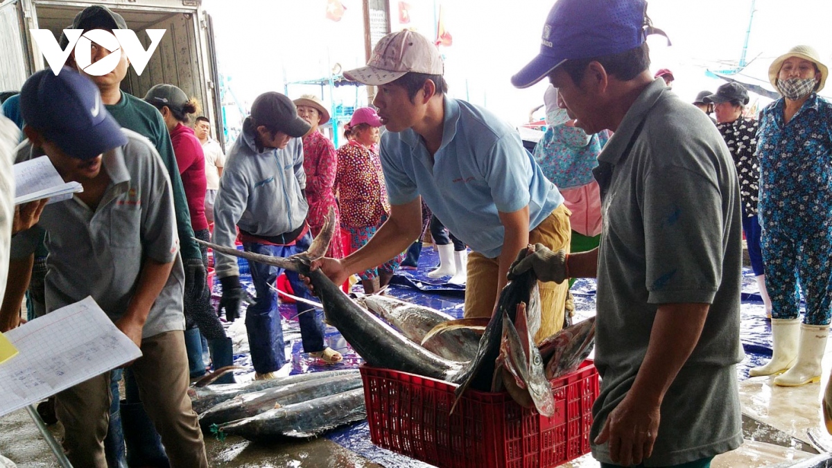 cho dau moi, cang ca khanh hoa nhon nhip dau nam moi hinh anh 1