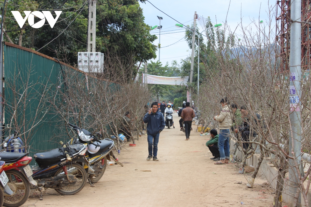 son la de nghi duoc truy xuat nguon goc cho cay dao hinh anh 3