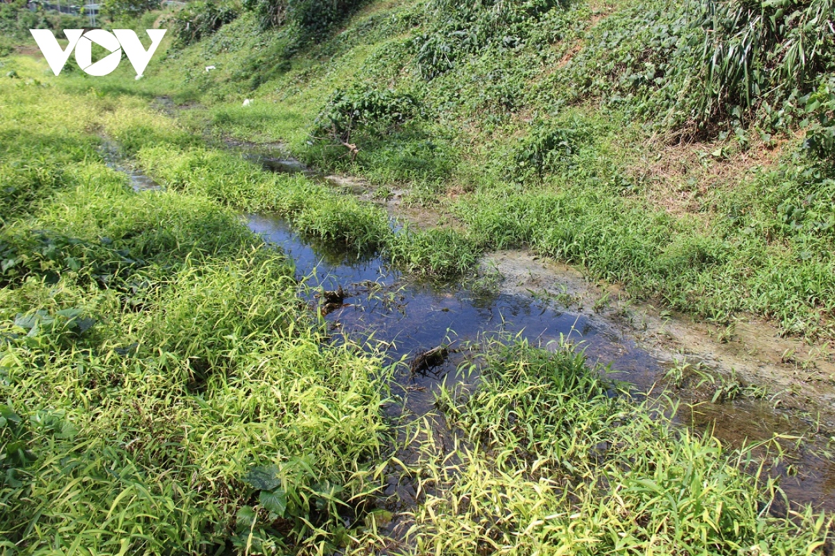 nguoi dan song kho ben trang trai heo gan khu dan cu o quang nam hinh anh 1