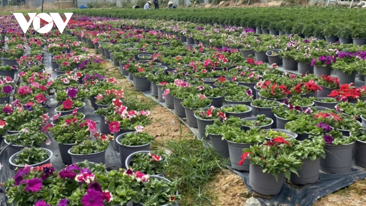 Flower farmers in Kim Dinh village hard at work ahead of Tet