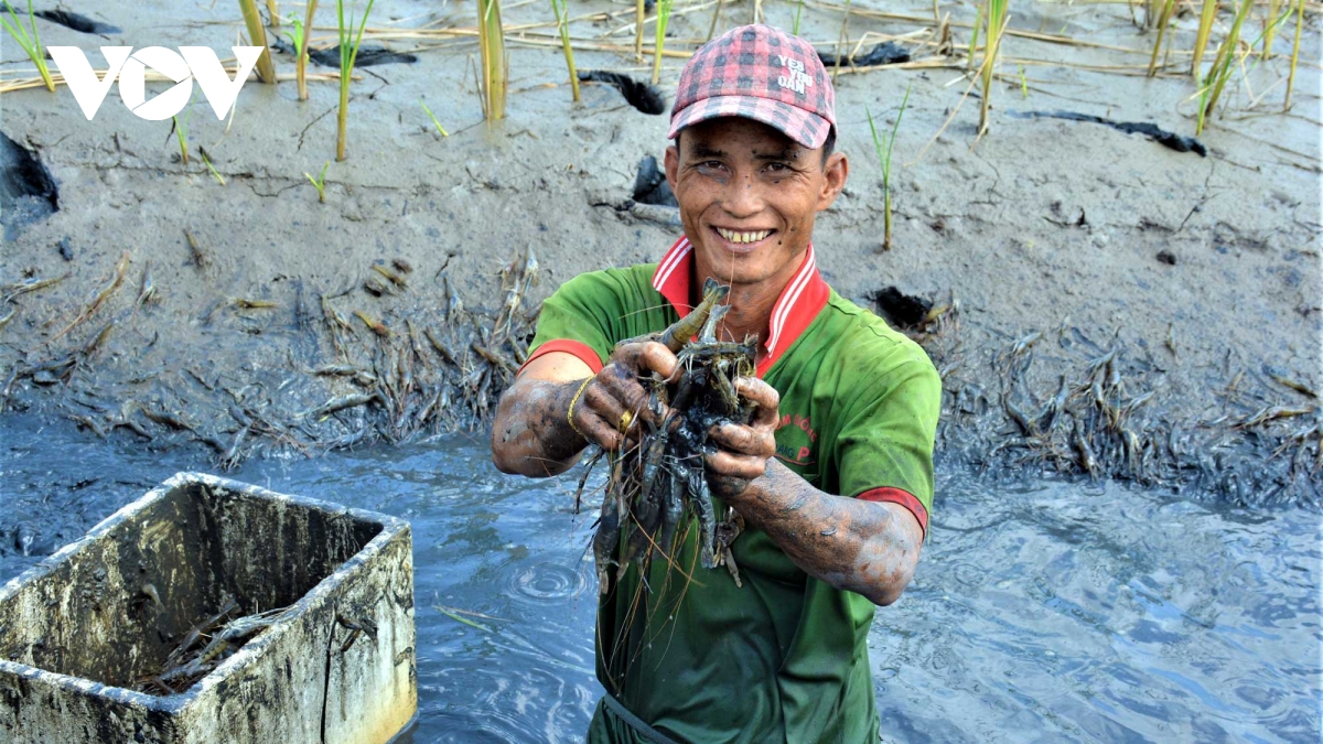 Rộn ràng mùa tôm càng xanh trên đất lúa Cà Mau