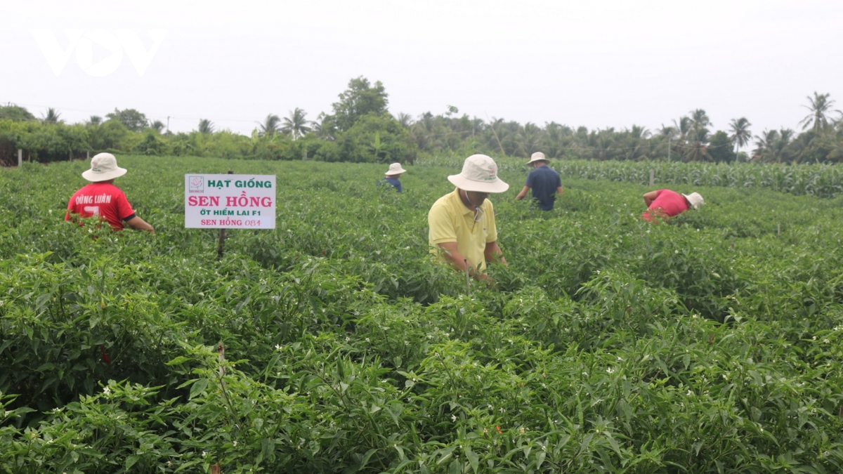 Hiệu quả từ mô hình trồng dược liệu tập trung