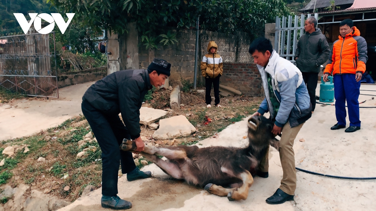 rét đậm kéo dài gây thiệt hại lớn tại các tỉnh tây bắc hình ảnh 2 ret dam keo dai gay thiet hai lon tai cac tinh tay bac hinh anh 2