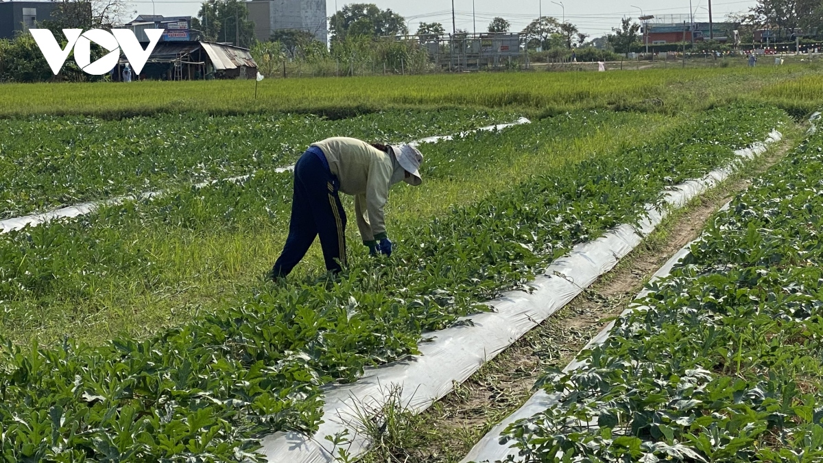 nha vuon o ba ria - vung tau tat bat chuan bi cho vu trai cay tet hinh anh 1