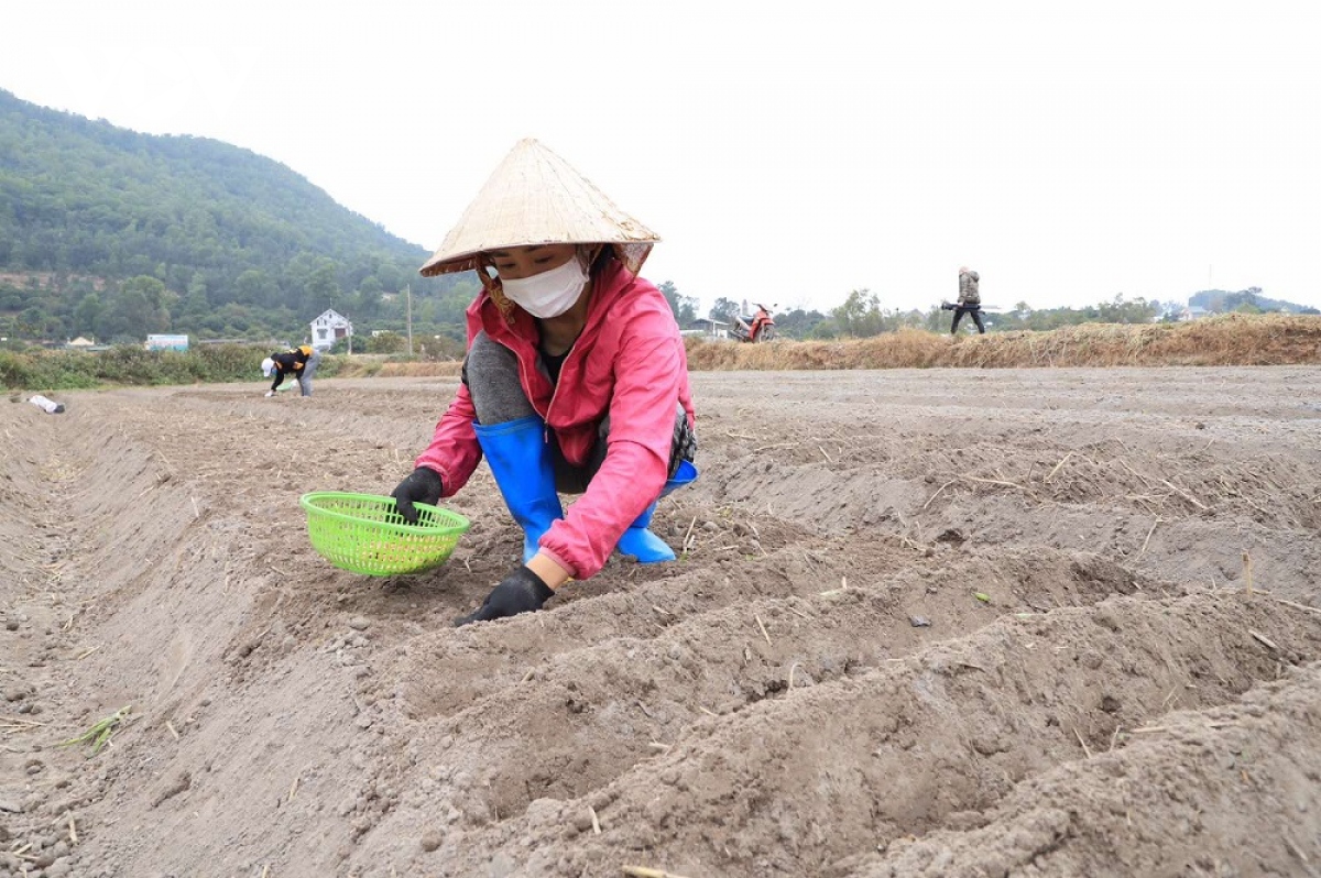 hai duong go kho tieu thu nong san, gia cam giua tam dich hinh anh 3