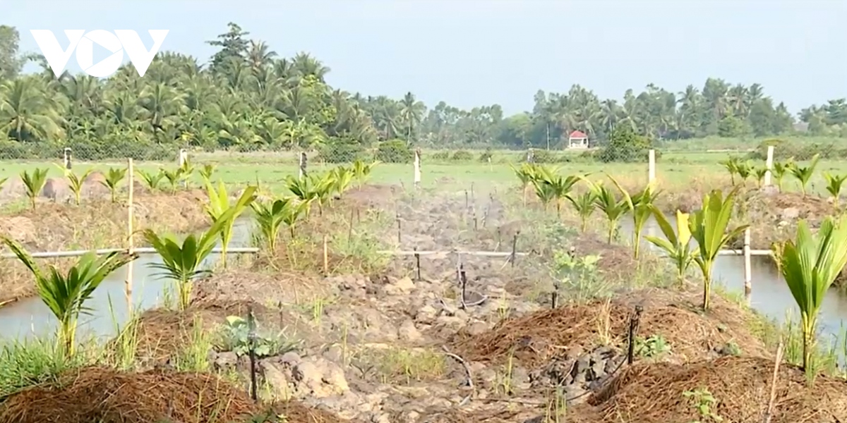 nguoi dan vinh long don tet khong quen phong chong xam nhap man hinh anh 1