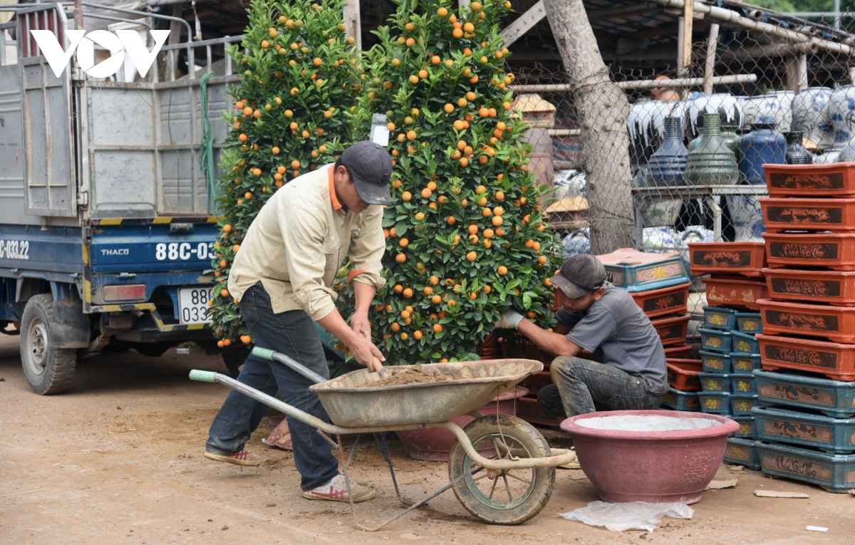 Giá quất cảnh giảm một nửa, lao động thời vụ ở nhà vườn "đói việc"