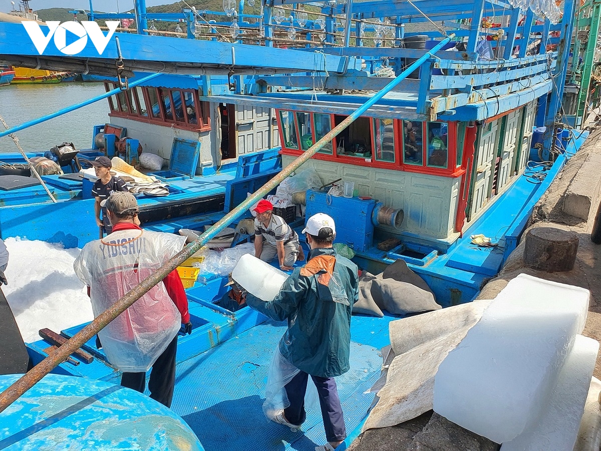 800 tau ca cua ngu dan hoai nhon dong loat ra khoi an tet tren bien hinh anh 2