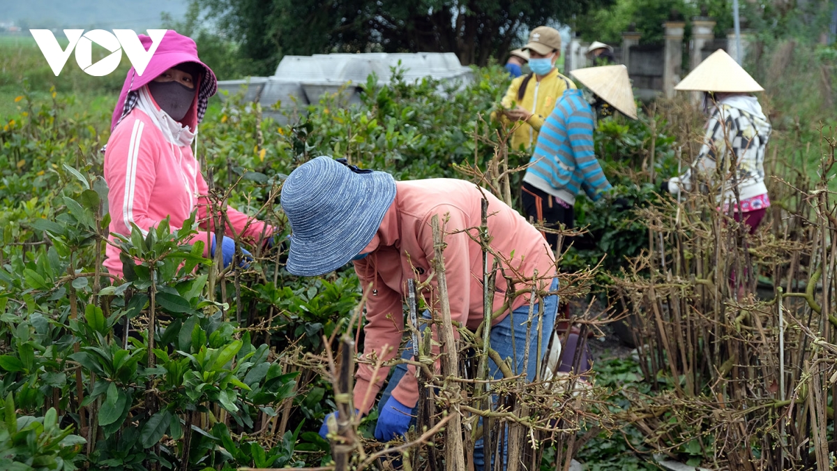 Để nông nghiệp Việt Nam thoát “manh chiếu hẹp”