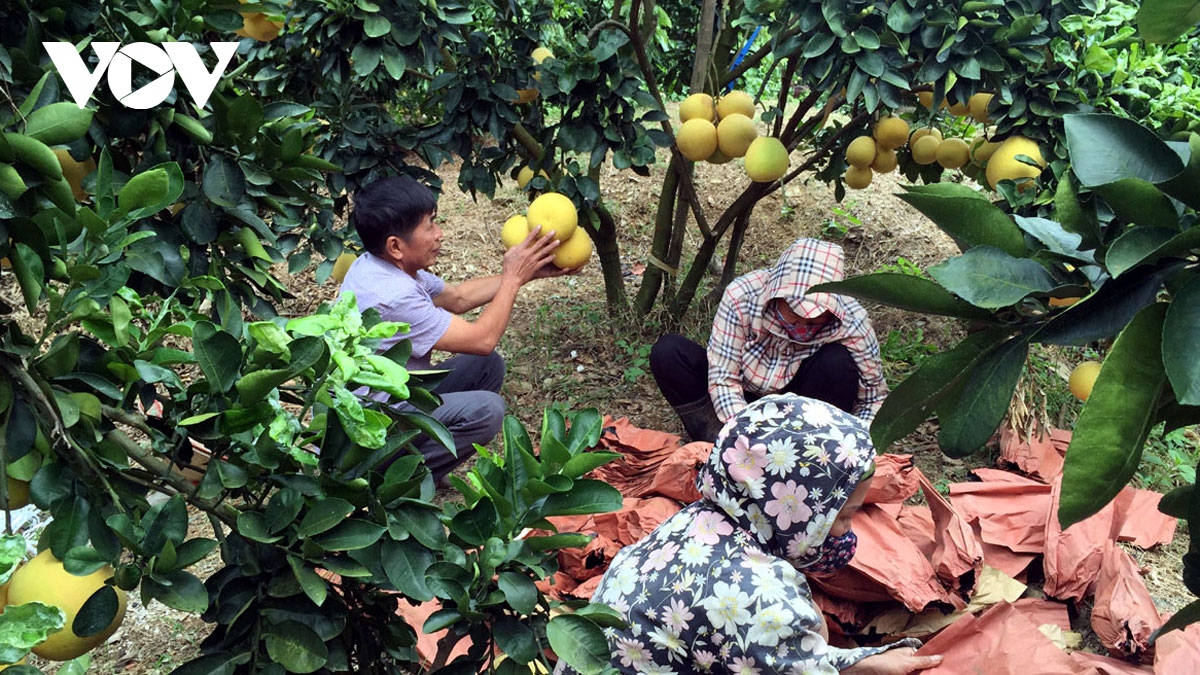 De nong nghiep viet nam thoat manh chieu hep hinh anh 1