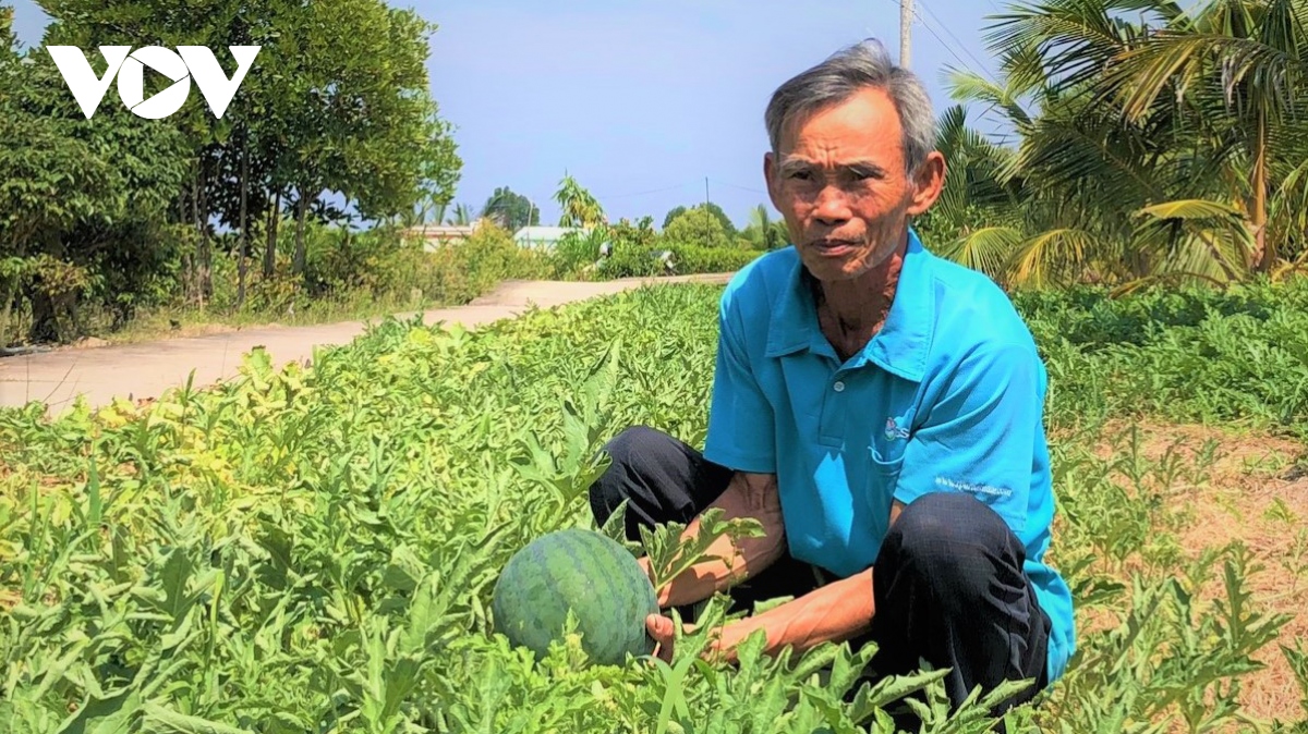 vu dua don tet tren dat man, giup nguoi dan tang thu nhap hinh anh 1