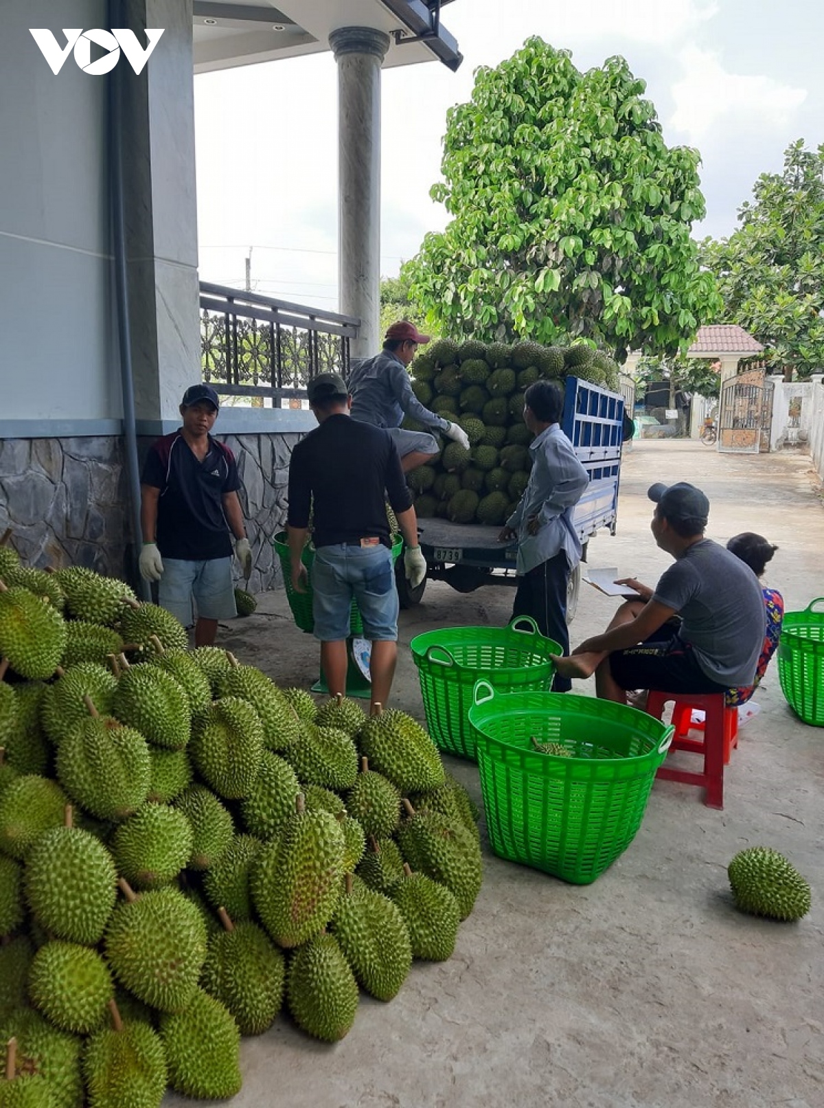 vui tet tai cac nha vuon ty phu sau rieng o tien giang hinh anh 2