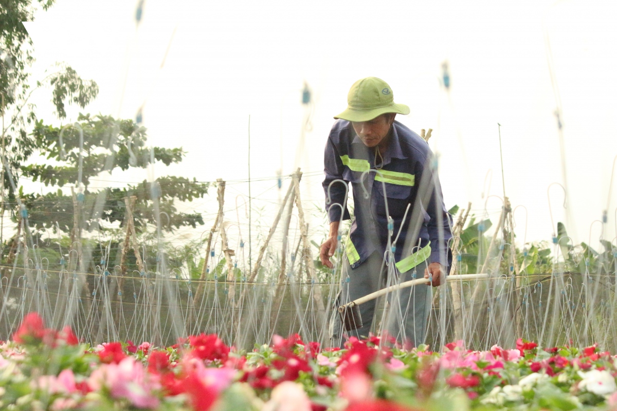 nguoi trong hoa, ban hoa nhu ngoi tren dong lua vi lo e hang dip tet hinh anh 2