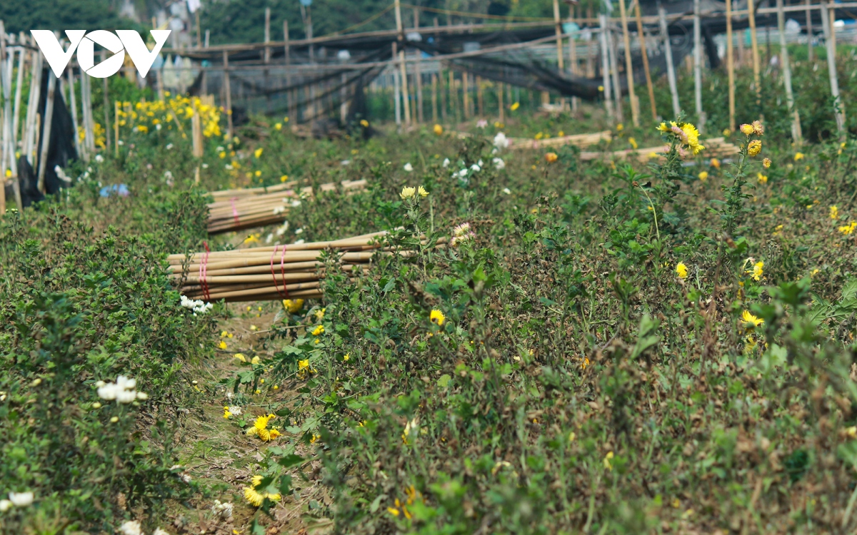 lang hoa tay tuu am dam dip ram thang gieng hinh anh 1