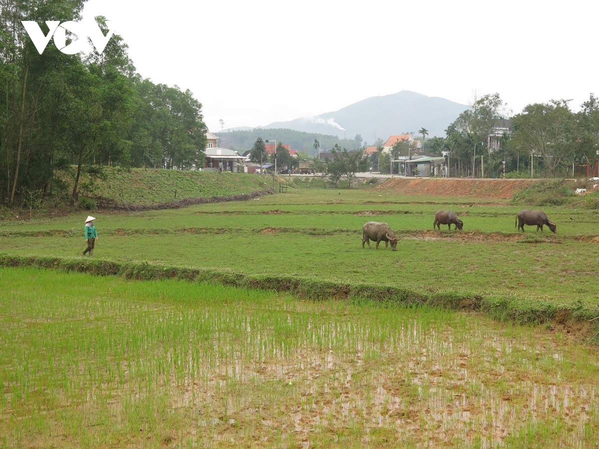 nam suu nghe dong bao hre ke chuyen ong trau xoa doi giam ngheo hinh anh 1