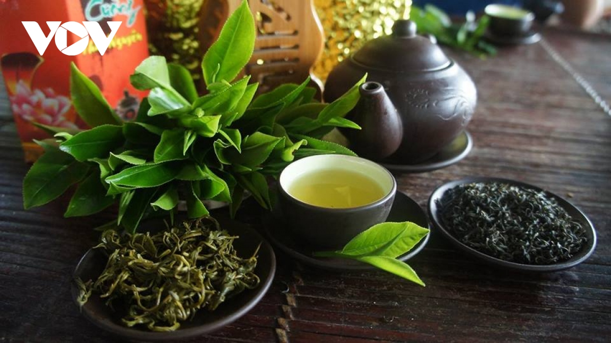 Ngày Tết, đến Tân Cương thưởng thức trà xuân | VOV.VN