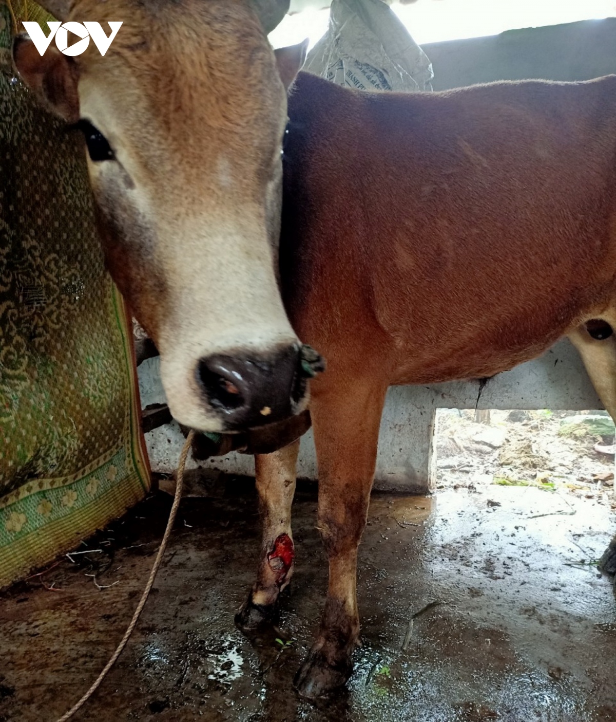 Bệnh Lạ Xuất Hiện, Lây Lan Nhanh Trên Đàn Trâu Bò | Vov.Vn