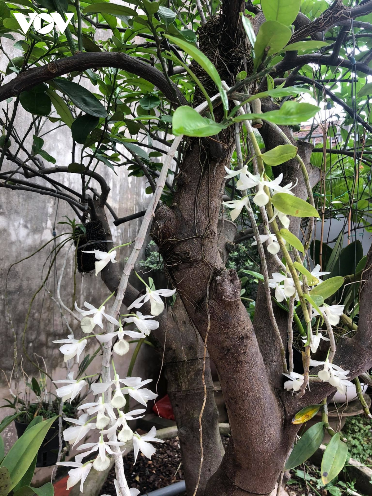 ngam ky hoa di thao cua lao nong o vua lan lon nhat ha noi hinh anh 8