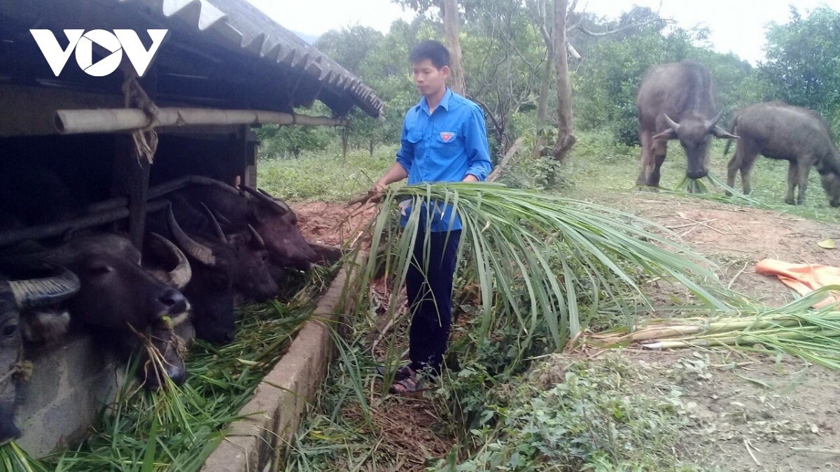 thanh nien bac kan trong rau, trong nam...thu hang tram trieu dong moi nam hinh anh 2