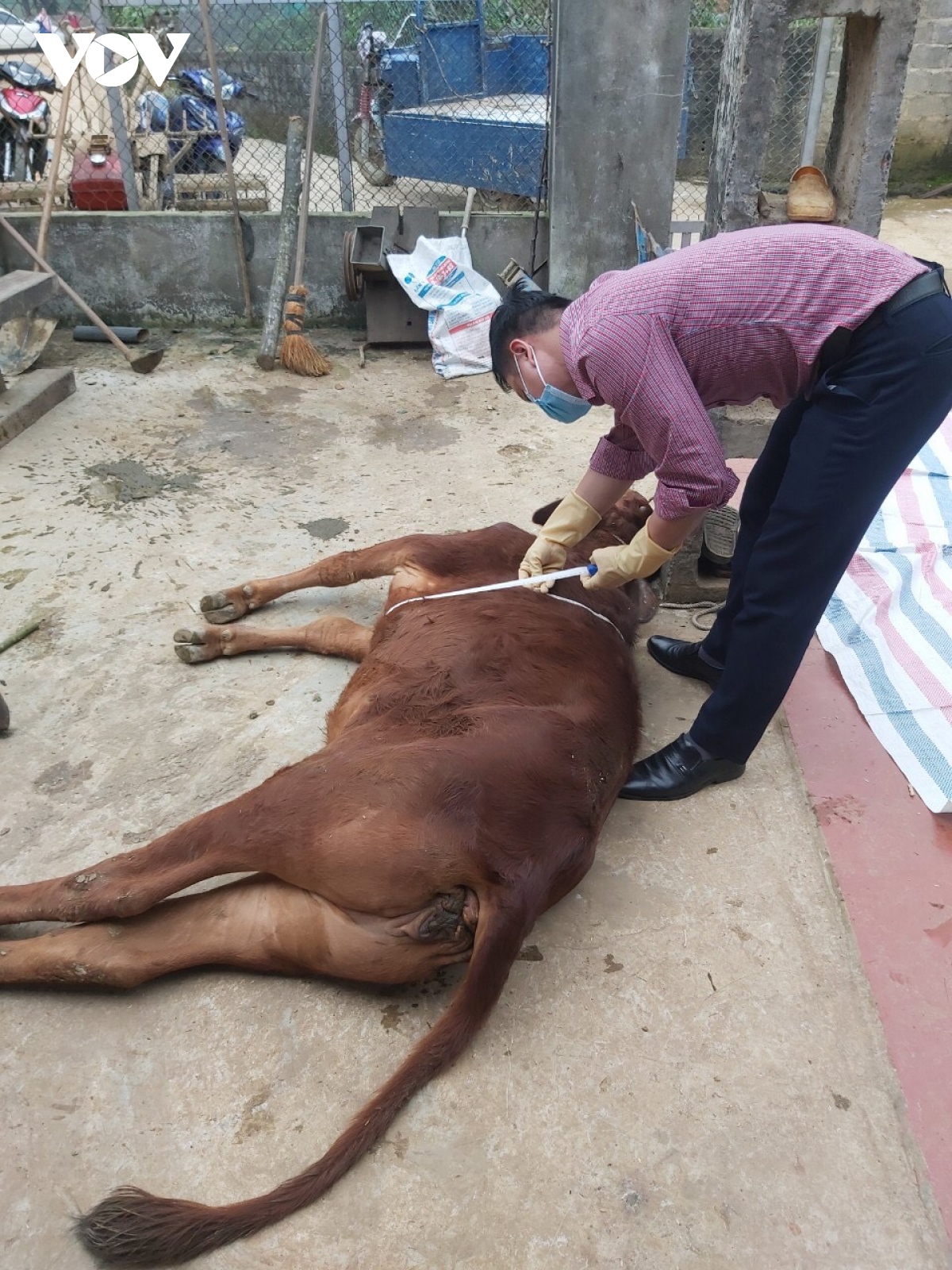 son la tap trung khoanh vung dap dich benh viem da noi cuc o trau, bo hinh anh 3