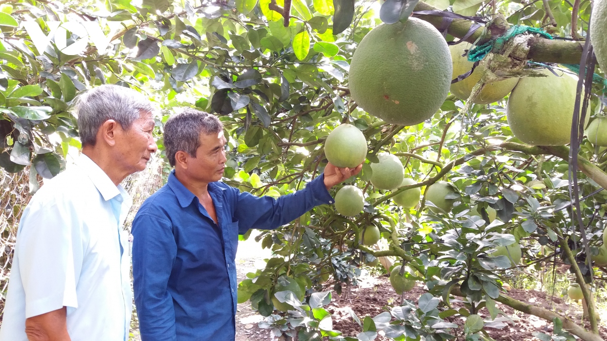 phan bon tang gia doanh nghiep lan nong dan cung gap kho hinh anh 1